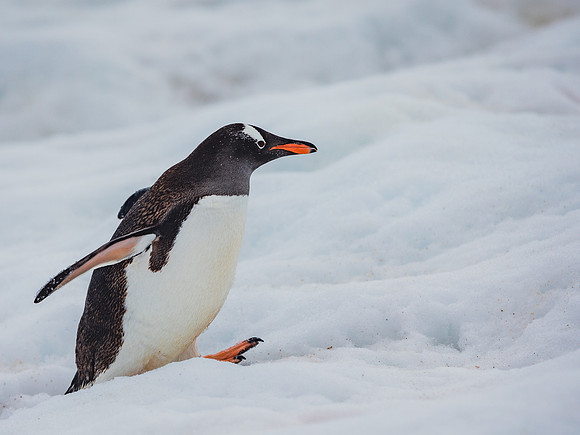 Running Penguin