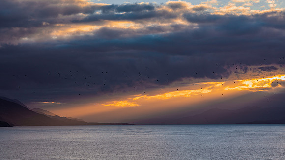 Birds over the Ushuaia Sunrise