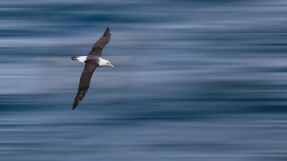 Flying Bird