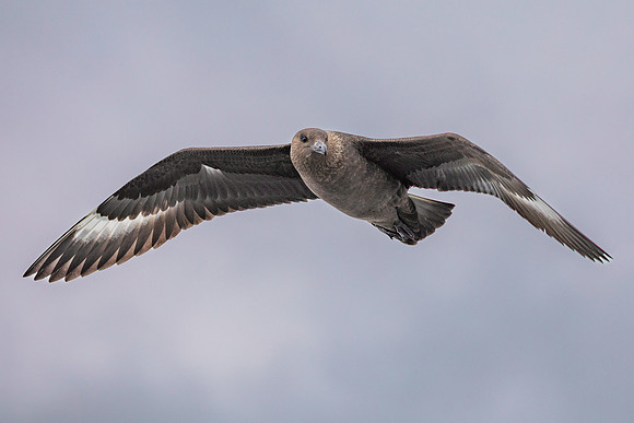 King Skua