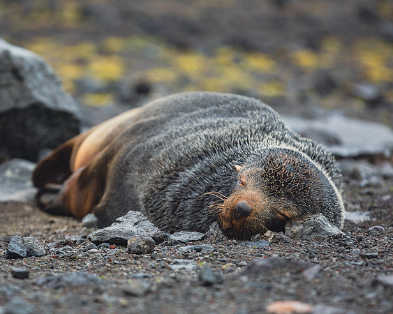 Lazy Day on Penguin Island
