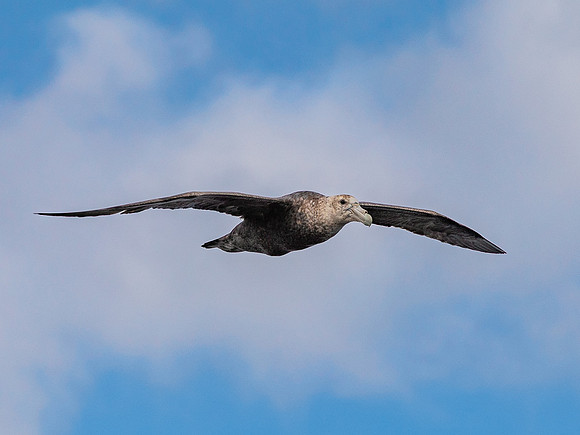 Soaring