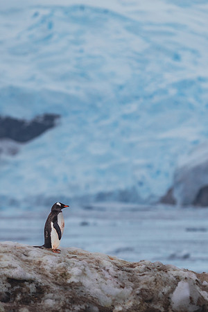 Reflective Penguin