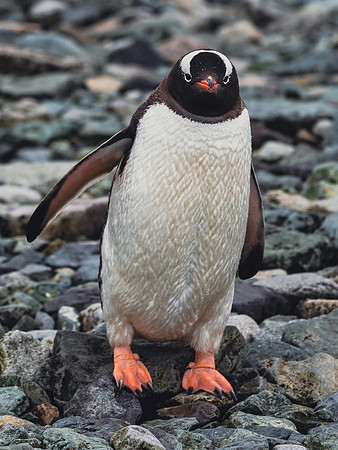 Smirking Gentoo